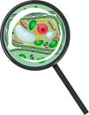 Plant cell under magnifying glass